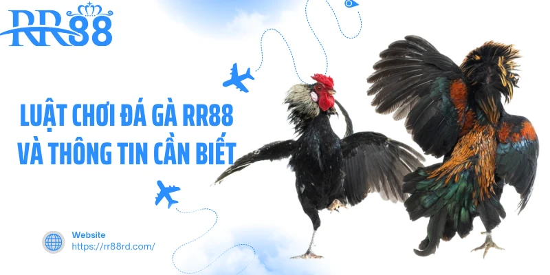 Luật chơi đá gà RR88 và thông tin cần biết