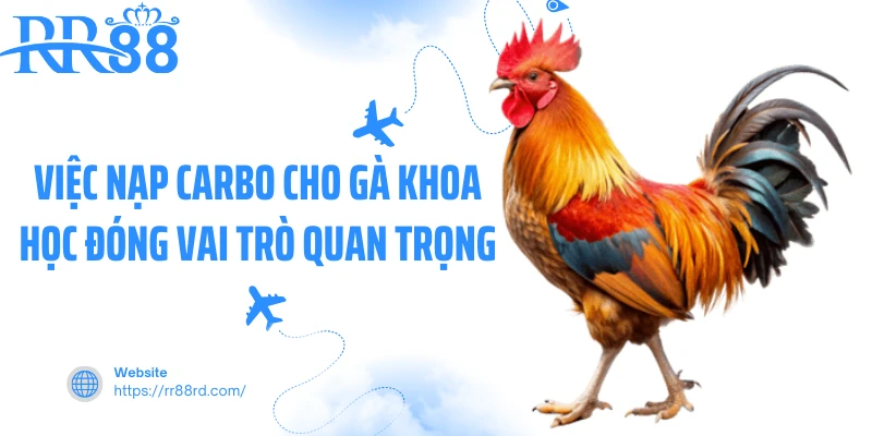 Việc nạp Carbo cho gà khoa học đóng vai trò quan trọng Việc nạp Carbo cho gà khoa học đóng vai trò quan trọng